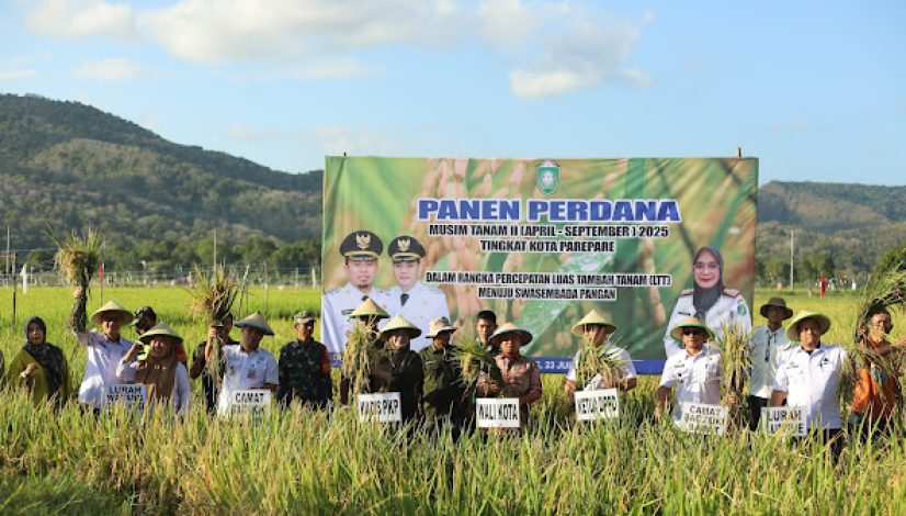 Parepare Menuju Kota Penghasil Benih Padi: Panen Perdana Diperkirakan Capai 10 Ton