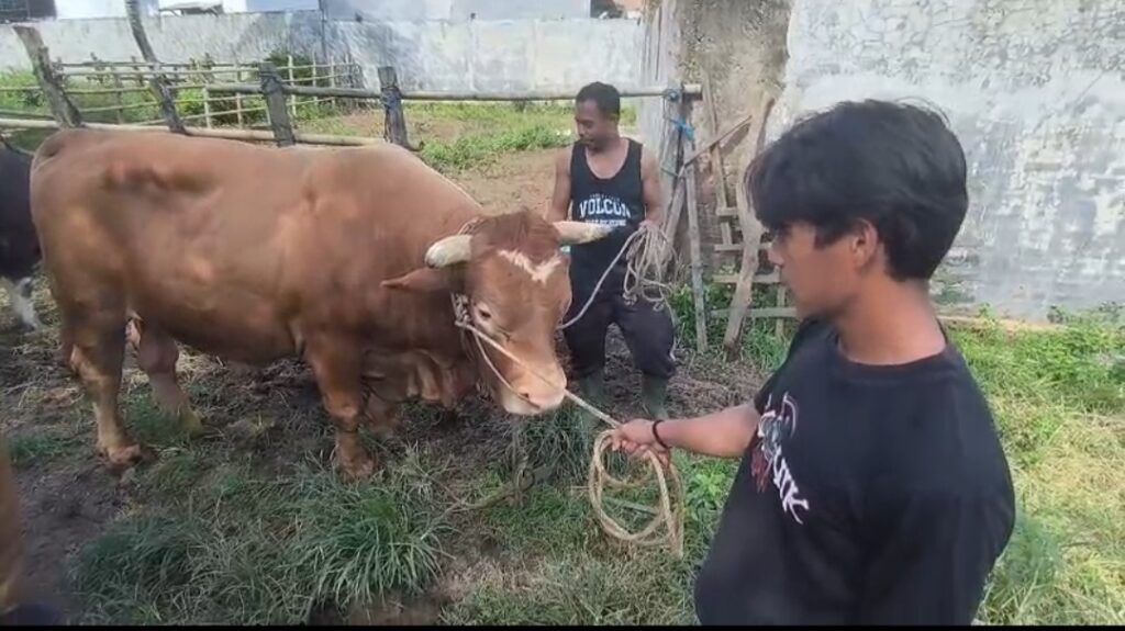 Sapi Kurban Presiden Prabowo Subianto Berbobot 833 Kg Disiapkan untuk Warga Parepare