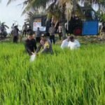 Polres Sidrap dan Brimob Bantu Petani, Selamatkan Sawah dari Ancaman Gagal Panen