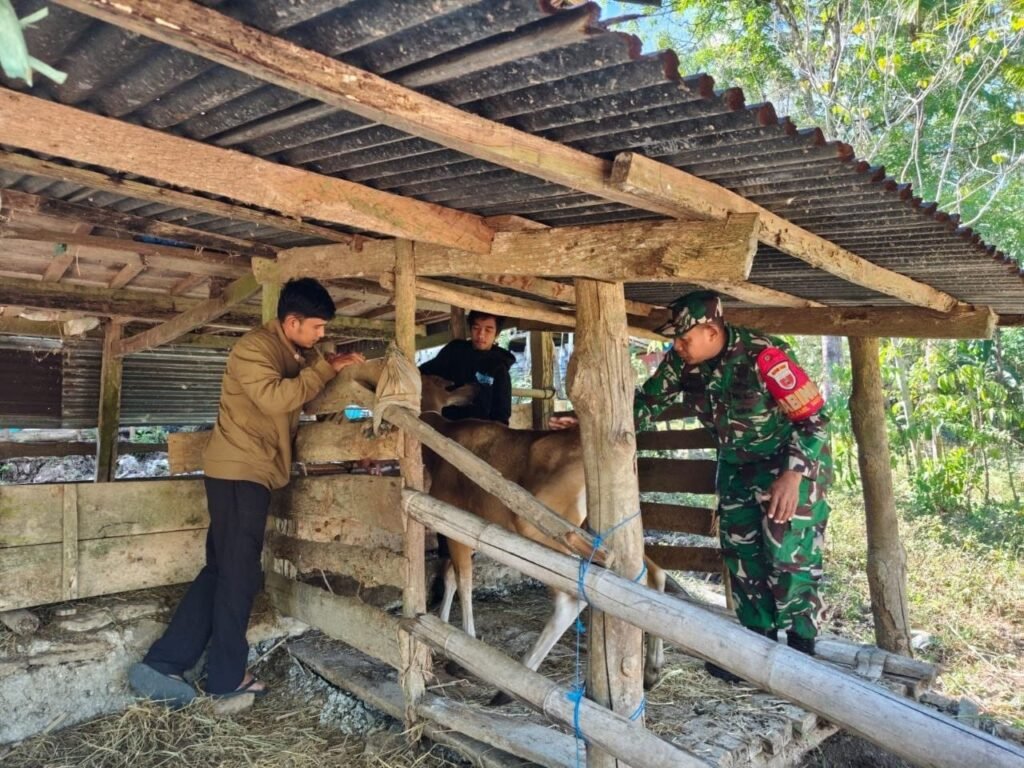 Babinsa Galung Dampingi Vaksinasi Sapi Warga, Dukung Pencegahan Penyakit Ternak